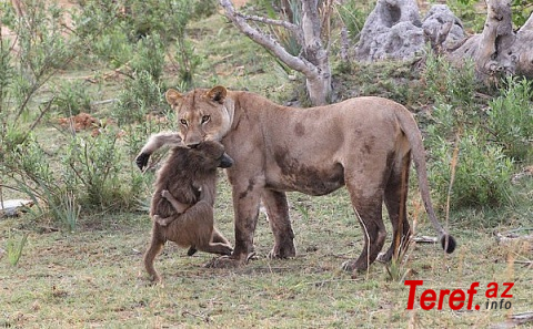 Обычное в Африке дело - львица убила бабуина. Но то, что было дальше, повергло наблюдателей в ступор