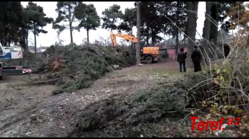 Xaçmazda qocaman şam ağacları kəsilir - "Yaşıl soyqırım" davam edir... VİDEOFAKT/ YENİLƏNDİ