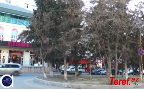 Xətai rayonu, Sarayevo küçəsindəki ağaclar müəmmalı şəkildə quruyur VİDEO