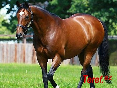 Dünyanın ən bahalı atı – 110 milyon avro