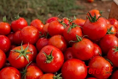 Yerli qəzetlər və Rusiya bazarında Azərbaycan pomidorunun kiçik sirri ...