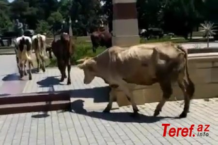 Şəmkir İcra Hakimiyyətinin yanında inəklər otlayır – “İstiqlal” parkında biabırçı mənzərə