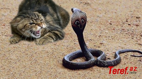 Hindistanda pişik sahibini zəhərli kobra ilanından qoruyub - VİDEO