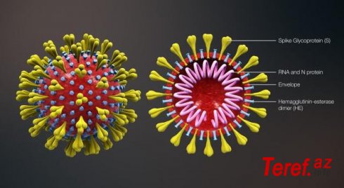 Koronavirusa effektiv qalib gəlmək üsulu aşkarlandı