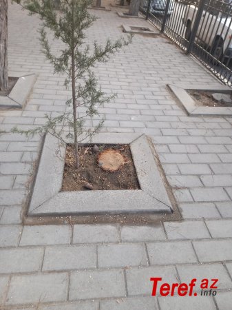 Bakıda "yaşıl soyqırım": - Nazirliyin binası qarşısında ağacları kəsdilər FOTO