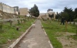 “Abşeron-M” MMC Yaşıllaşdırma İdarəsinin təzə basdırdığı tingləri çıxarıb atdı, sakinlər etiraza qalxdı