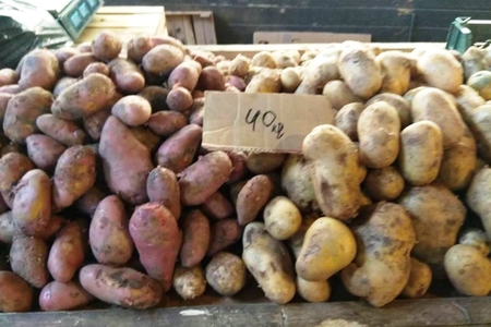 Kartof-soğan ucuzlaşıb, meyvələr isə... - (REPORTAJ, FOTOLAR)