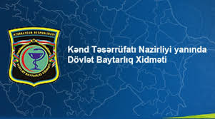 Nodulyar dermatit xəstəliyinə qarşı peyvəndləmə tədbiri davam etdirilir FOTO