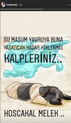 Türkiyədəki bu vəhşilik məşhurları AYAĞA QALDIRDI – FOTO