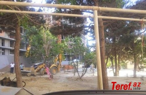 Yasamalda şirkət parkın ağaclarını kəsir - Foto