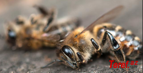 Xitozan – ölmüş arı ekstraktı müxtəlif təsir mexanizmlərinə malikdir