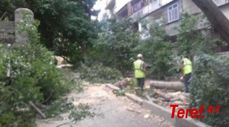 Sabunçuda ağaclar hasara alınıb kəsilir – Nə İcra Hakimiyyəti "görür", nə də nazirlik...