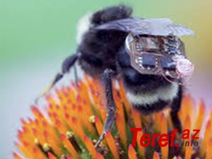 Alimlər arıları izləyən qurğu yaratdı - Video