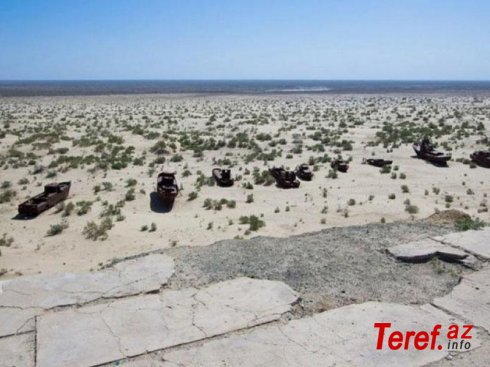 Aral dənizinin qurudulmuş dibində meşə əmələ gəlib