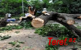 Bakıda sensasiya: Xətai rayonunda bir gecədə 130 ağacı kəsdilər - Video