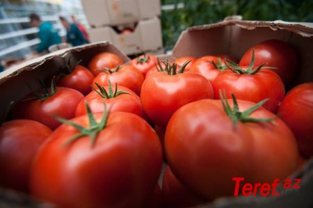 Azərbaycan Rusiyadan geri qaytarılmış pomidorun təkrar ixracına cəhd edəcək