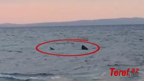 Türkiyə sahillərində ŞOK: Balıqçılar qaraltı gördü - Yaxınlaşanda... (VİDEO)