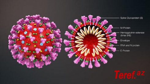 Alimlər ilk dəfə açıq havada canlı koronavirusları aşkar etdilər -