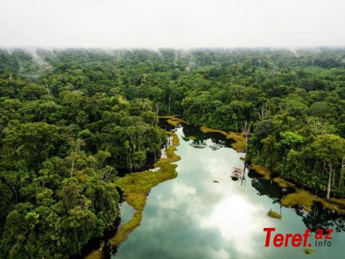 Amazon meşələrinin qırılması rekord həddə çatıb