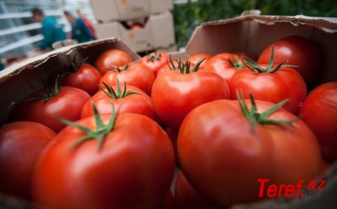 AQTA pomidor ixracı ilə məşğul olan bəzi sahibkarların suallarına aydınlıq gətirib
