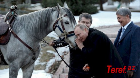 Putin atdan yıxıldı! - VİDEO