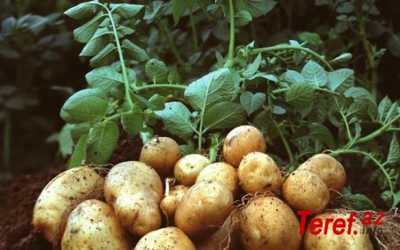 Rusiyadan daha bir qadağa: -