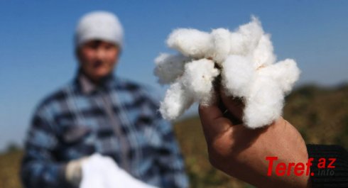 "Ağ qızıl"ın qara dərdi: "Əlli manat hansı problemimizi düzəldə bilər?