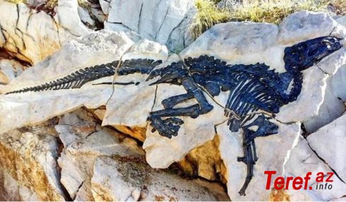 İtaliyada ilk dəfə dinozavr sürüsünün qalıqları aşkarlanıb