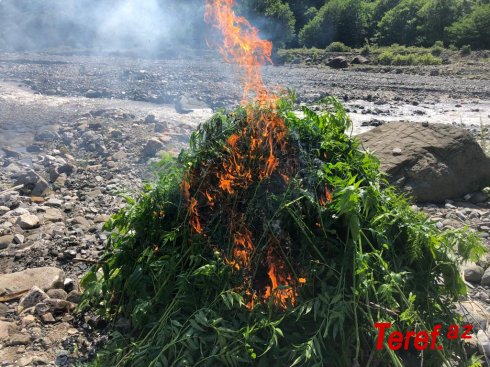 İsmayıllıda 1 tondan artıq narkotik tərkibli bitki məhv edilib