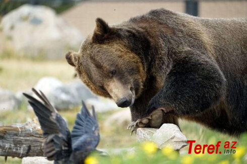 Dünyanın ən böyük ayıları təhlükə qarşısında: Xəstə quşları yeyib kor olurlar - FOTO