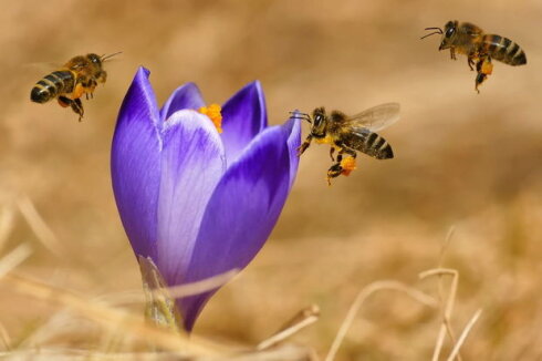 Bal arılarının xilası üçün alimlər çıxış yolu tapdılar - VİDEO