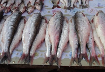 Azərbaycana kütüm balığı İrandan gətirilir?