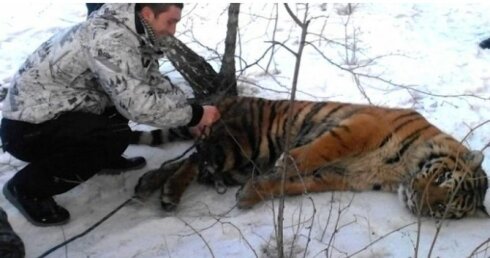 Дикий тигр пришел за помощью к людям, чтобы снять петлю с шеи