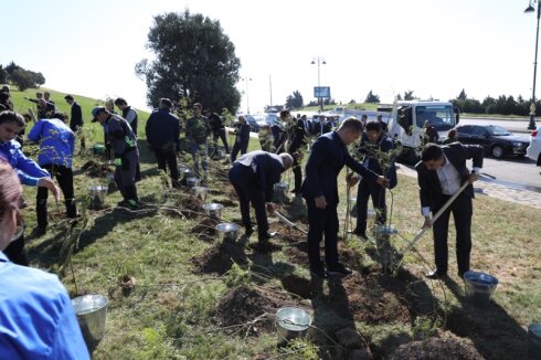 Bakıda növbəti ağacəkmə aksiyası keçirildi