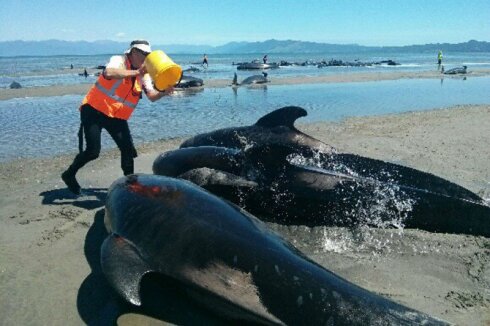 Avstraliyada  balinaların kütləvi şəkildə sahilə çırpılması baş verib - VİDEO