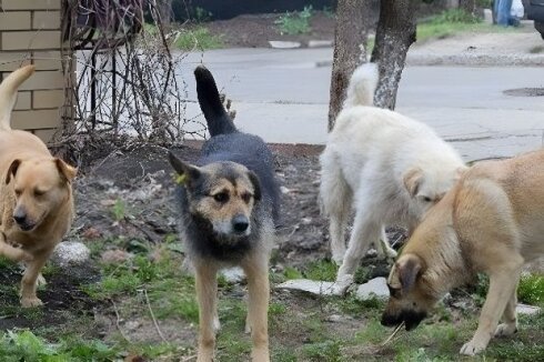 Bakıda dəhşət: