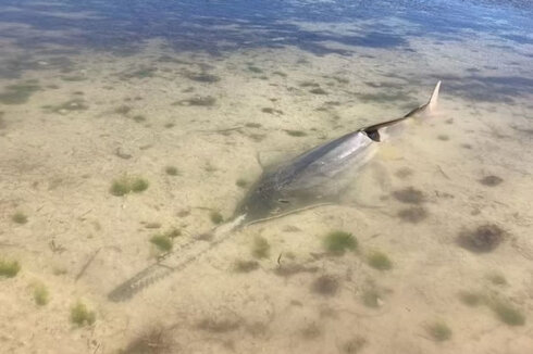 Yüzlərlə balığın ölənə qədər fırlanmasının səbəbi müəyyən edildi - ARAŞDIRMA + FOTO/VİDEO