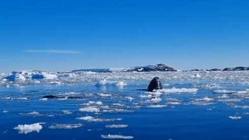 Balinalar Antarktidada necə “casusluq” edir? (VİDEO)