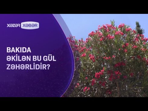 Bakıda əkilən gül zəhərlidir?