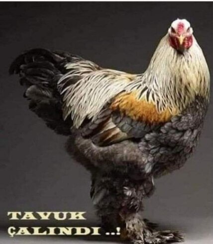 TAVUK ÇALINDI