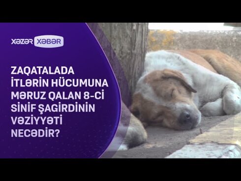 Zaqatalada itlərin hücumuna məruz qalan 8-ci sinif şagirdinin vəziyyəti necədir?  VİDEO