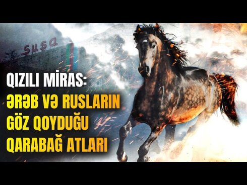 "Sarı köhlənlər" niyə dünyanın ən qiymətli at cinsidir? VİDEO