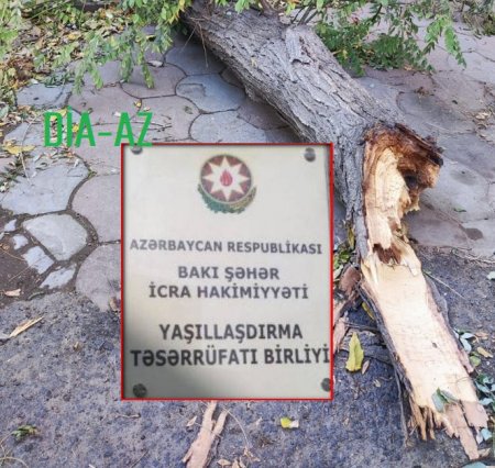 Bakı Şəhər Yaşıllaşdırma Təsərrüfatı Birliyi HARA BAXIR? - BU NƏDİ BELƏ?..