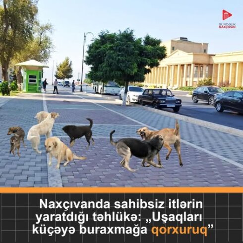 Naxçıvanda sahibsiz itlərrin yaratdığı təhlükə: