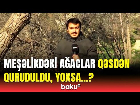 Yasamalda meşəlik məhv edilir? - Ağacların kəsilməsi ilə bağlı qurumdan AÇIQLAMA