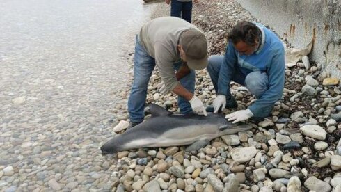 Kuşadası çimərliyində ölü delfin tapılıb - FOTO