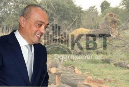 Zərdab rayonunda meşə zolağını MƏHV ETDİLƏR VƏ... -