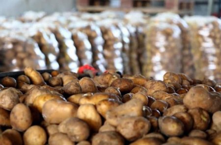 Azərbaycanda kartof “böhranı” – Səbəb nədir?
