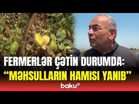 Cəlilabadda hektarlarla noxud sahəsi məhv oldu  VİDEO