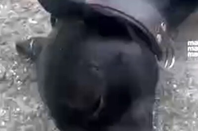 Qadın itləri bıçaqladı: